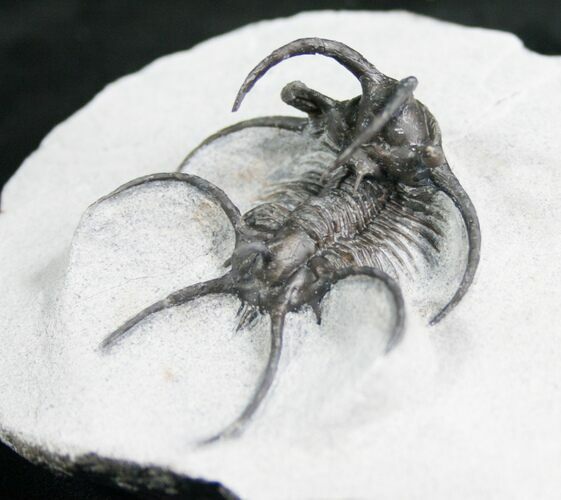 Alien Looking Ceratarges Trilobite - #7896